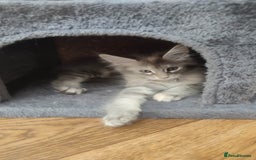 Maine Coon cats for sale: Fully health tested and Tica registered  in Great Missenden - Image 30