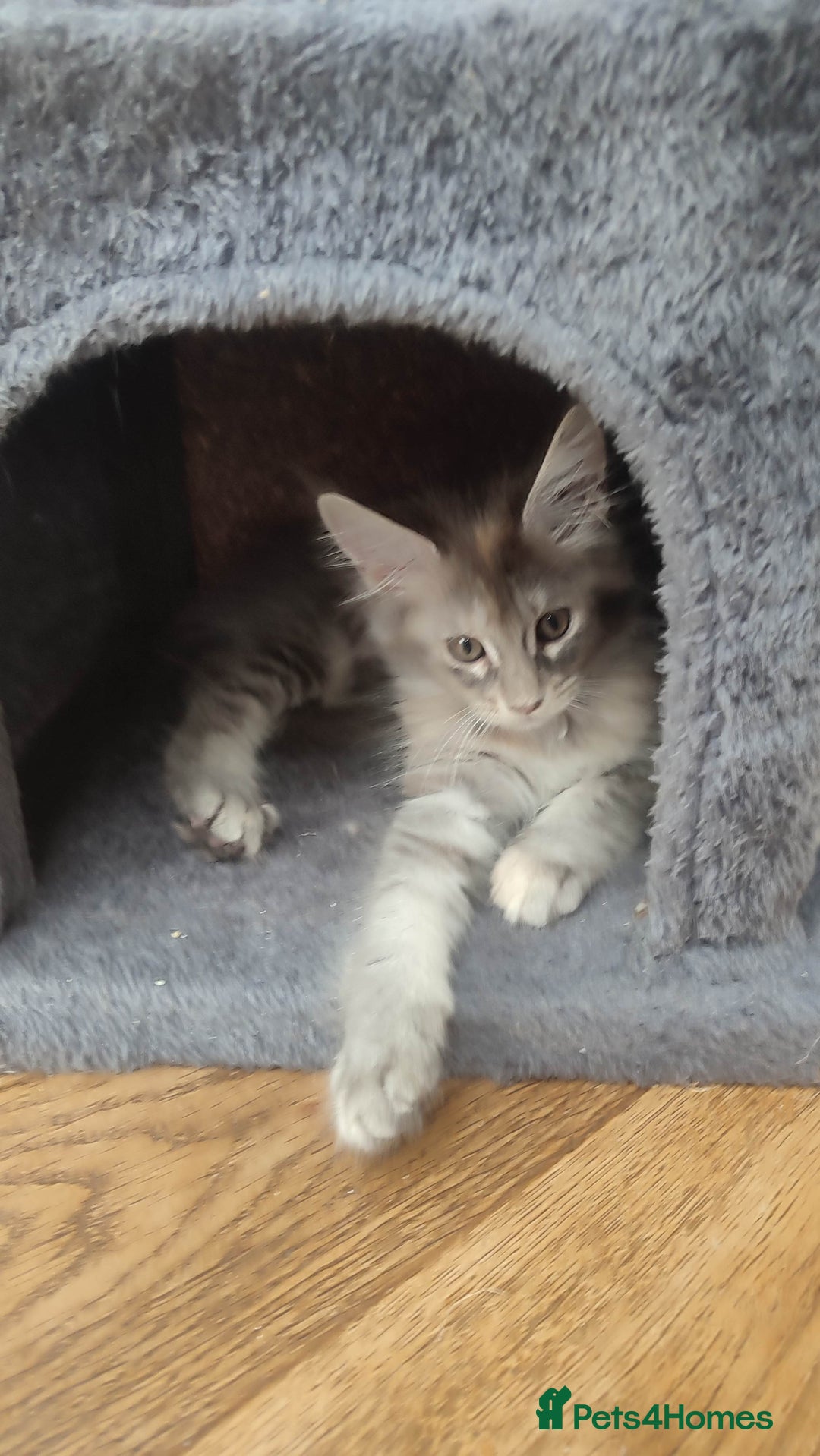 Maine Coon cats for sale: Fully health tested and Tica registered  in Great Missenden - Image 30