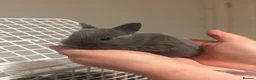 Netherland Dwarf rabbits for sale: Netherland Dwarf babies  - Advert 9