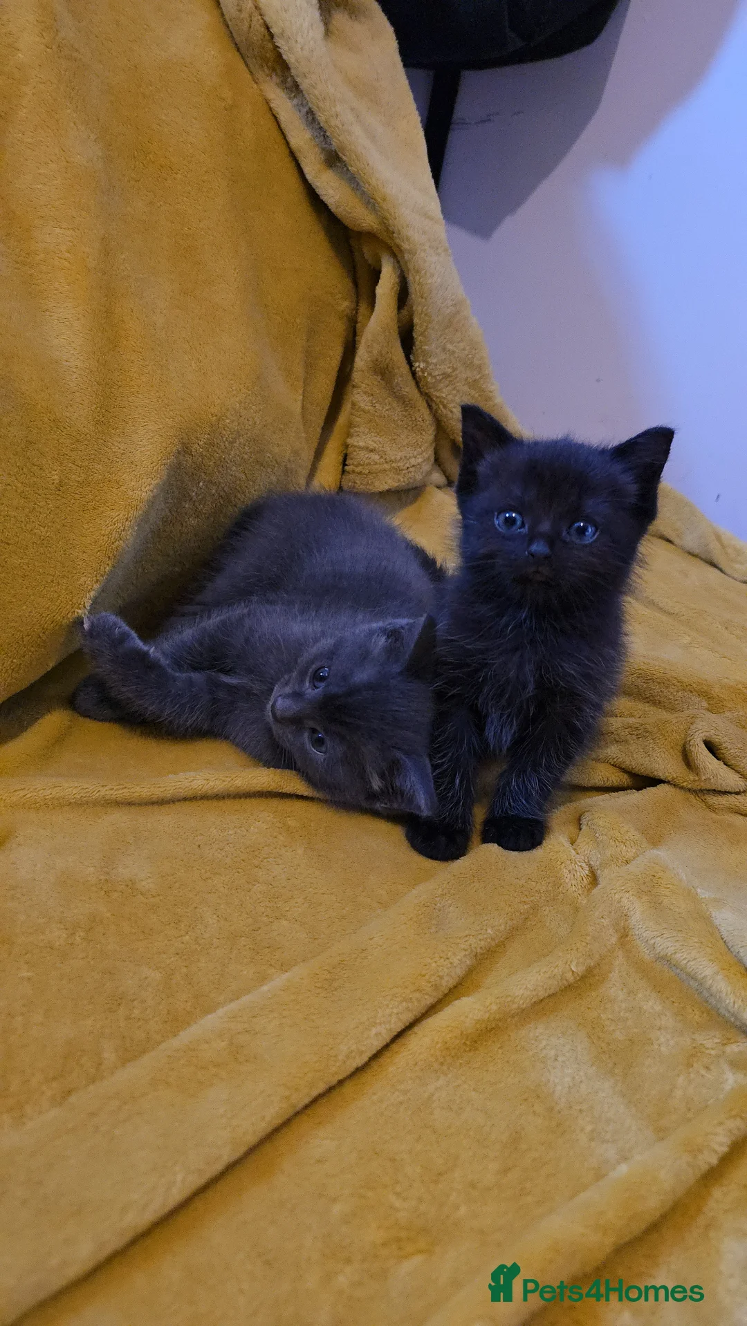 Mixed Breed cats for sale: Lovely half ragdoll kittens - Advert 1