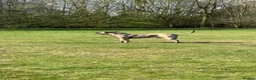 Presa Canario dogs for stud: Presa Canario STUD  in Salford - Advert 3