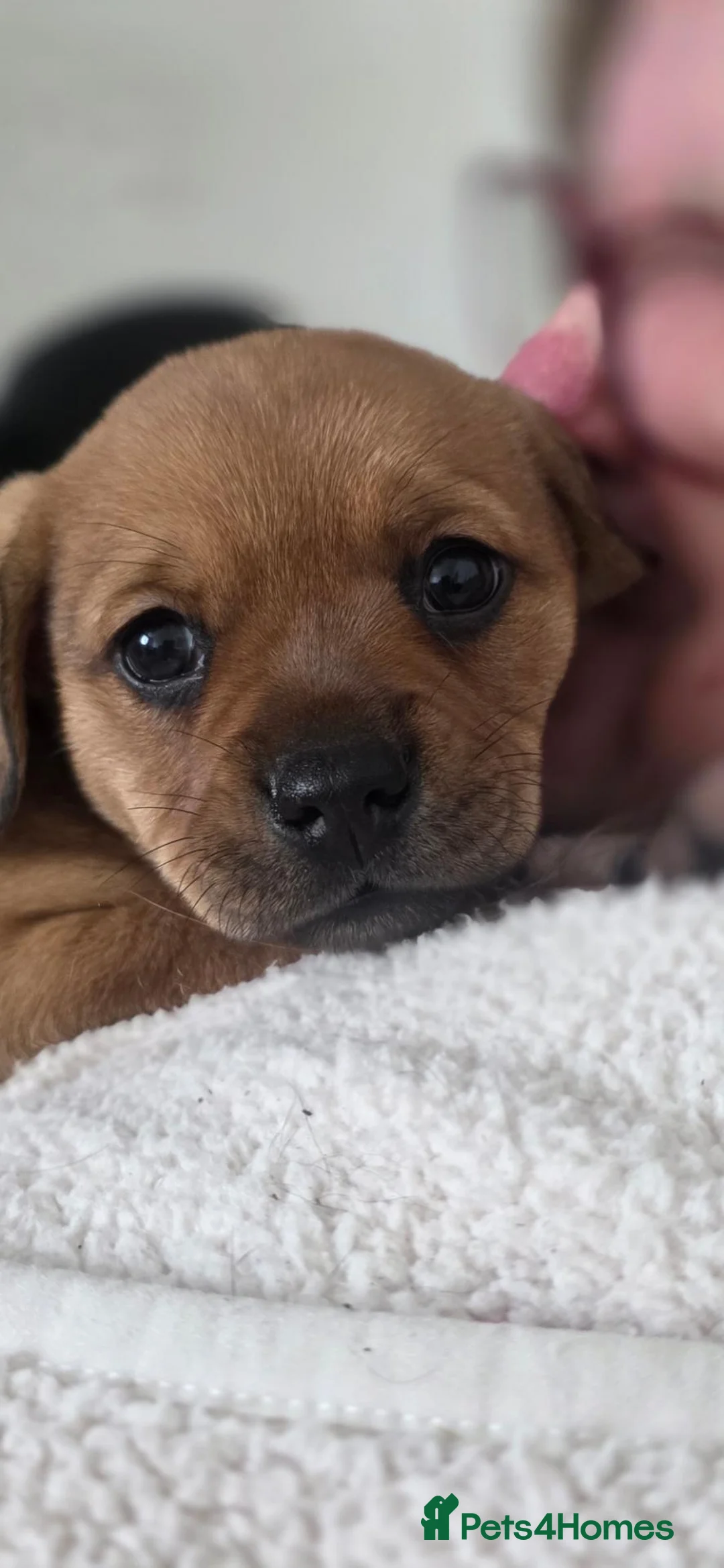 Mixed Breed dogs for sale: 3 mixed frenchie dachshund pups for sale in Bolton - Advert 2