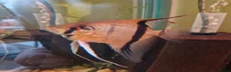 Angelfish fish for sale: Manacapuru Red back Angelfish  - Advert 5
