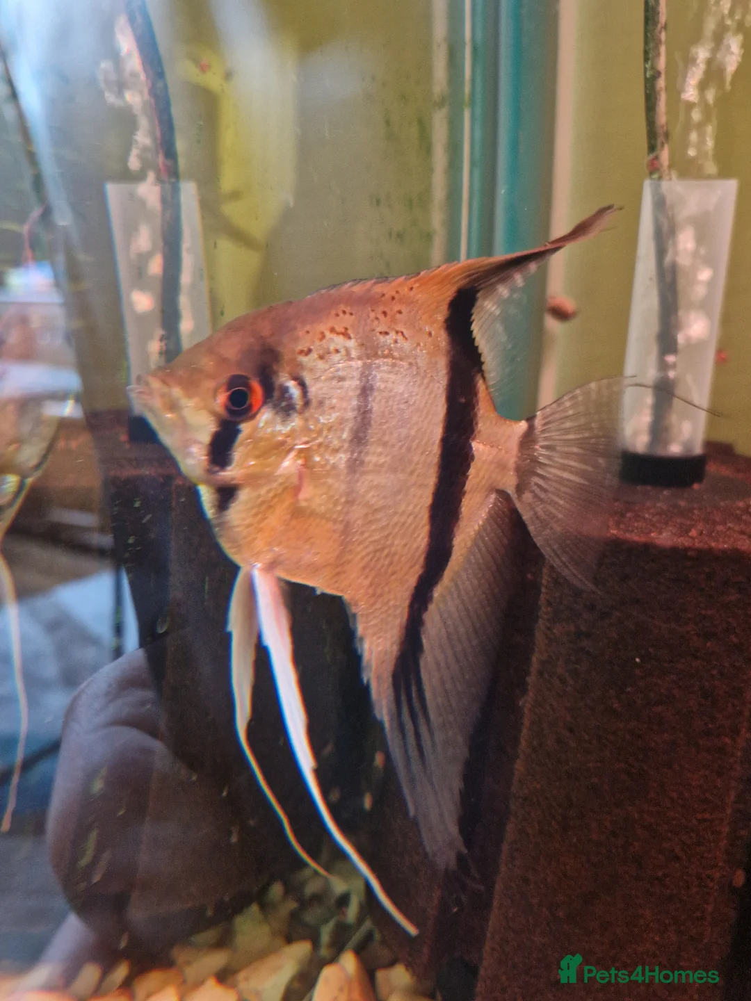 Angelfish fish for sale: Manacapuru Red back Angelfish  - Advert 5