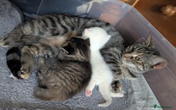 Mixed Breed cats for sale: 2 Beautiful kittens  - Image 10
