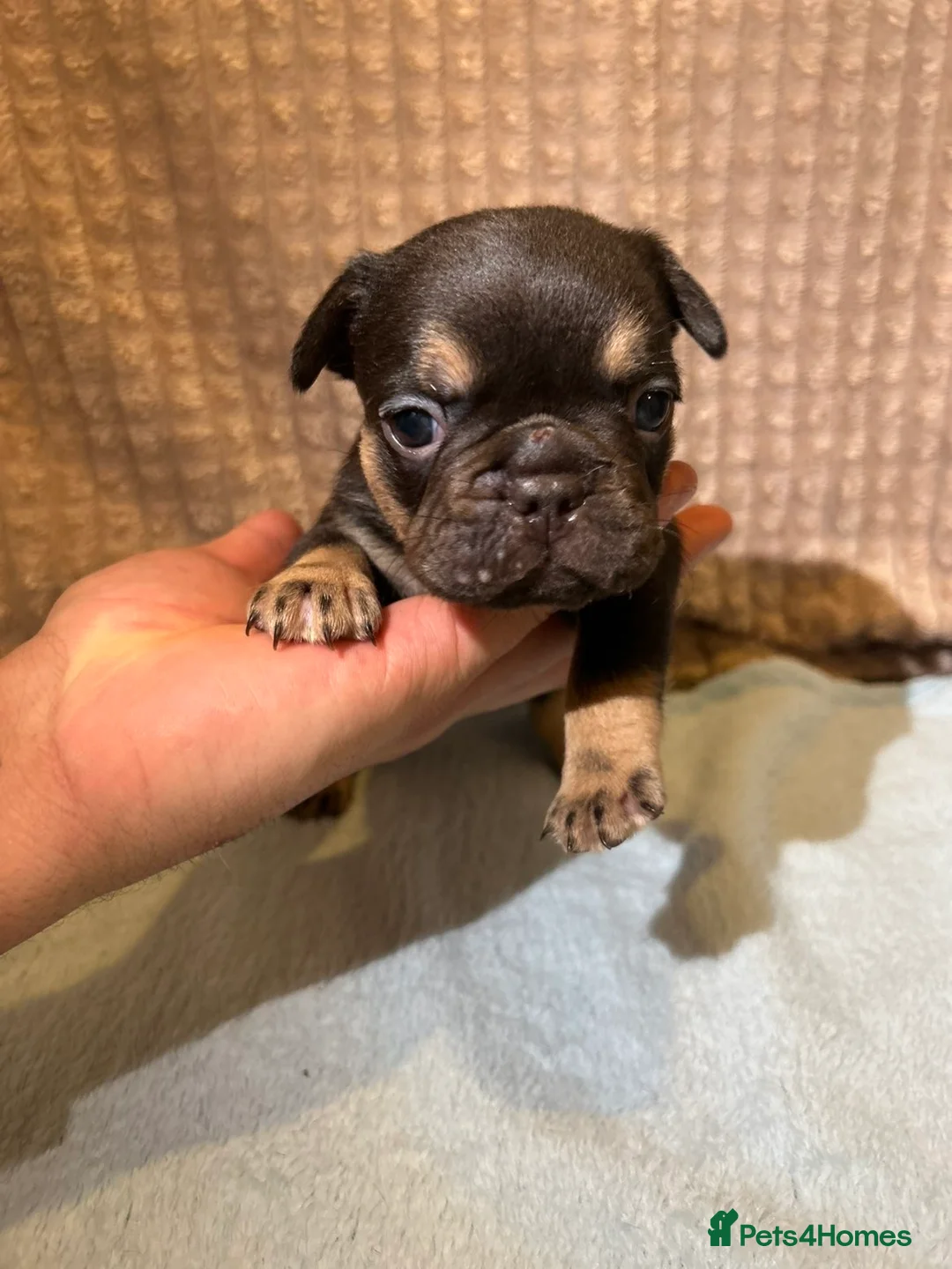 French Bulldog dogs for sale: French bulldog puppies fluffie carriers  - Advert 8