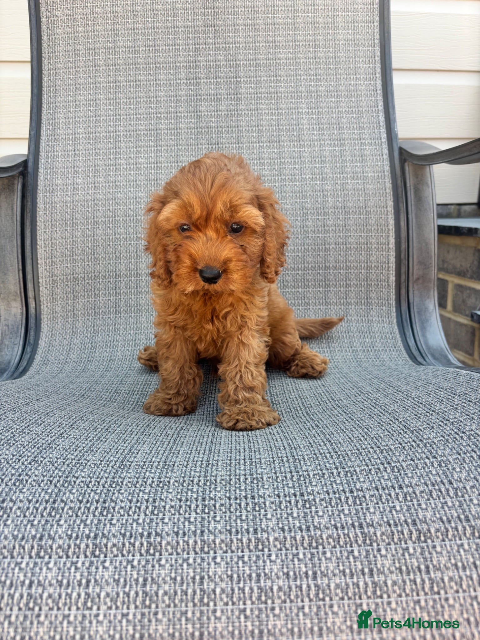 Cockapoo dogs Only 2 Boys Left (F1 Cockapoo’s) 🐶 - Advert 2