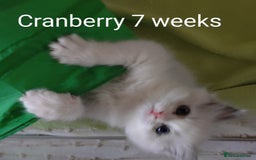 Ragdoll cats for sale: GCCF pedigree ragdoll kittens for sale £850 -£1100 - Image 28
