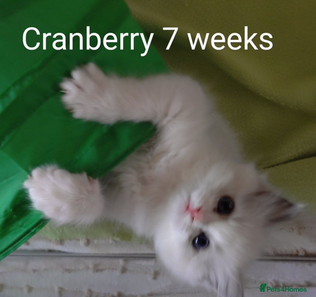 Ragdoll cats for sale: GCCF pedigree ragdoll kittens for sale £850 -£1100 - Image 28