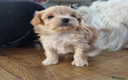 Maltipoo dogs for sale: F1 tiny maltipoo teddies  - Image 11