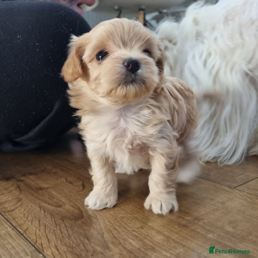 Maltipoo dogs for sale: F1 tiny maltipoo teddies  - Image 11
