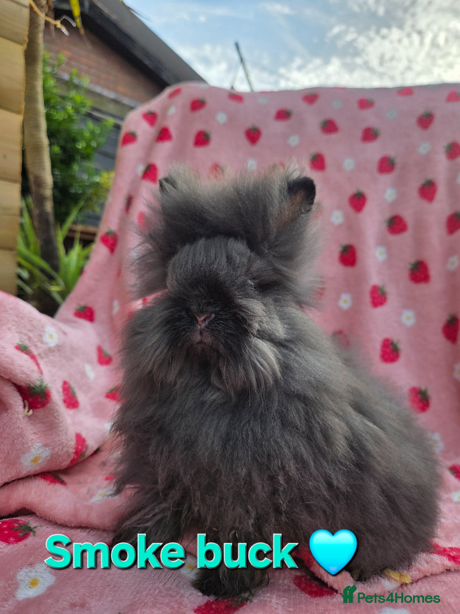 Angora rabbits Full Faced  Angoras 3 left - Advert 2