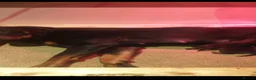 Rottweiler dogs for sale: Beautiful litter of rottweiller puppies - Advert 4
