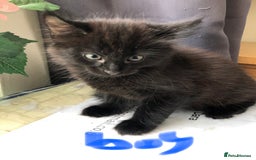 Mixed Breed cats for sale: kitten for sale - Image 1