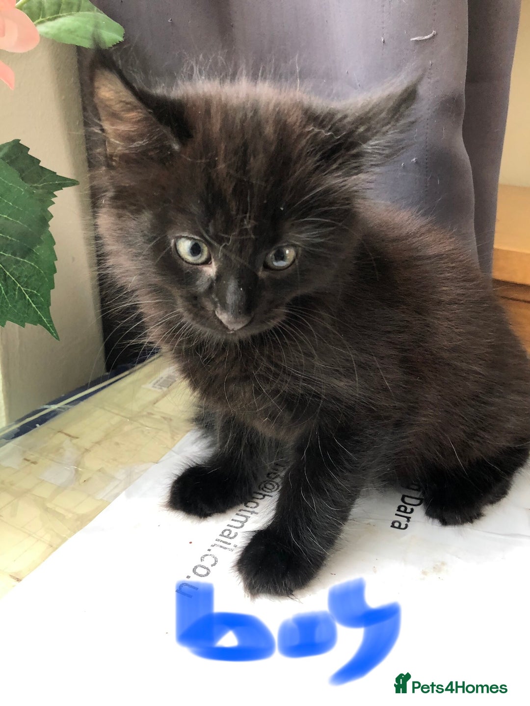 Mixed Breed cats for sale: kitten for sale - Image 1