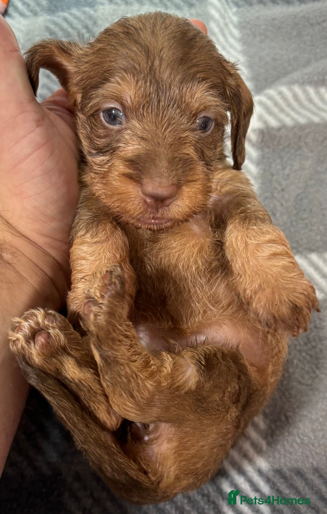 Miniature Dachshund dogs for sale: Stunning miniature wire haired dachshunds  - Image 19