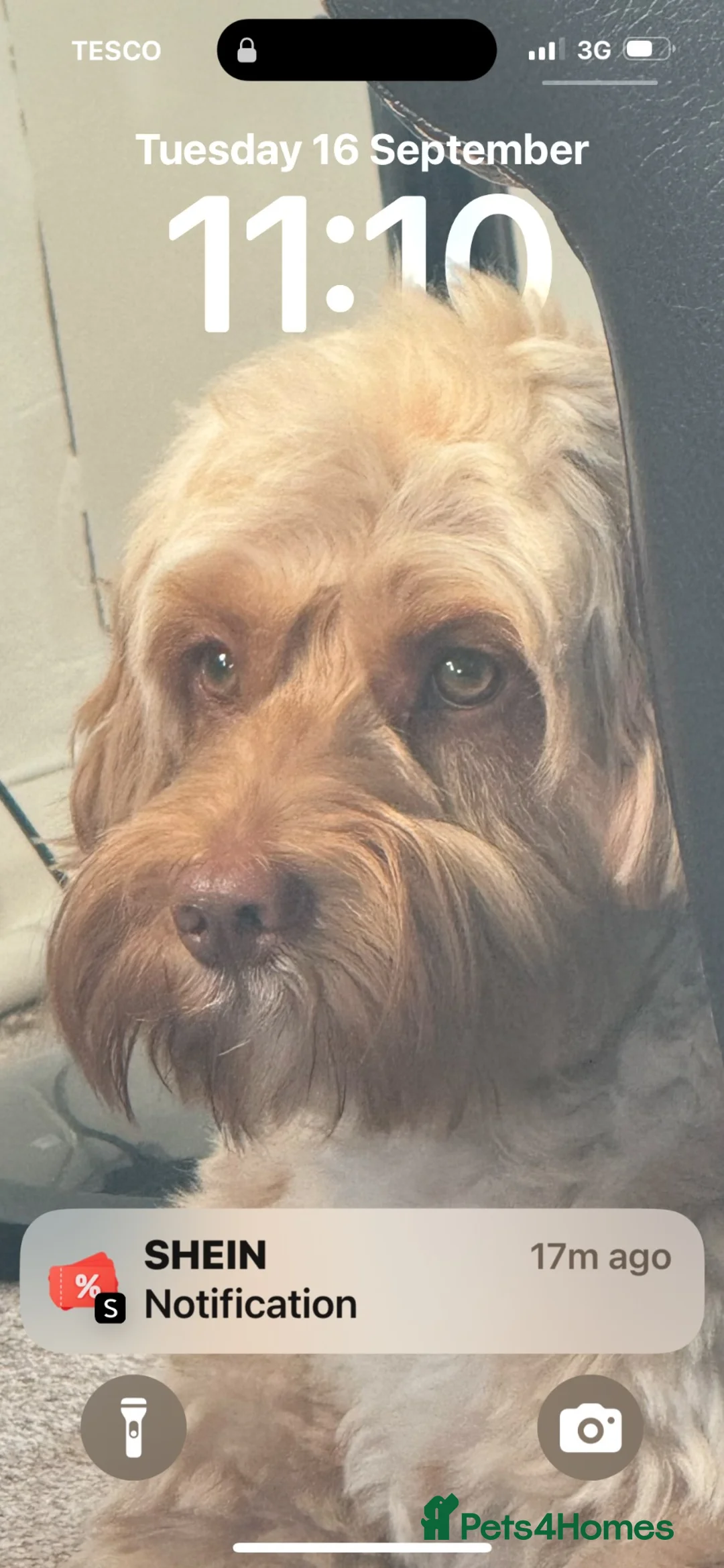 Cockapoo dogs for stud: Bobby in Preston - Advert 1