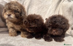 Shihpoo dogs for sale: Beautiful shihpoo - Image 7