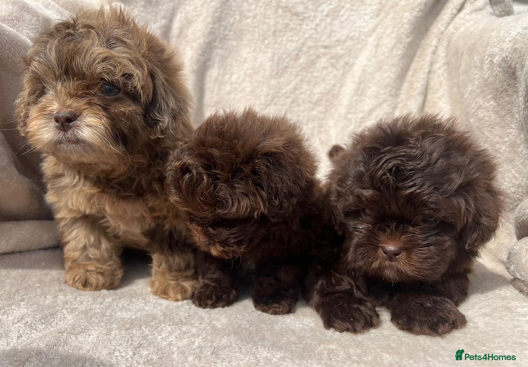 Shihpoo dogs for sale: Beautiful shihpoo - Image 7