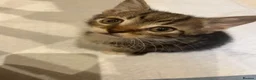 Mixed Breed cats for sale: Kittens for sale in Bromley - Advert 5