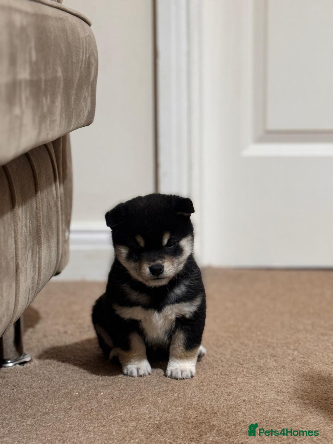 Japanese Shiba Inu dogs for sale: Health tested Japanese Shiba Inu  - Advert 3