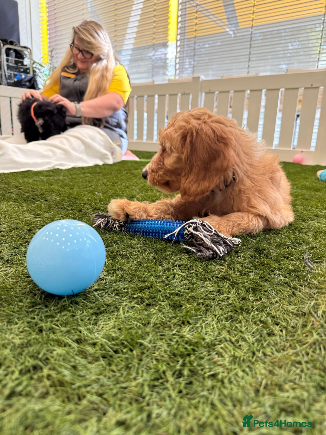 Irish Doodle dogs for sale: Toy Irish Doodle Puppies,1st vac and ready to go!  - Image 32