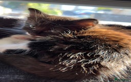 Mixed Breed cats for sale: siamese x siberian tuxedo kittens - Advert 10