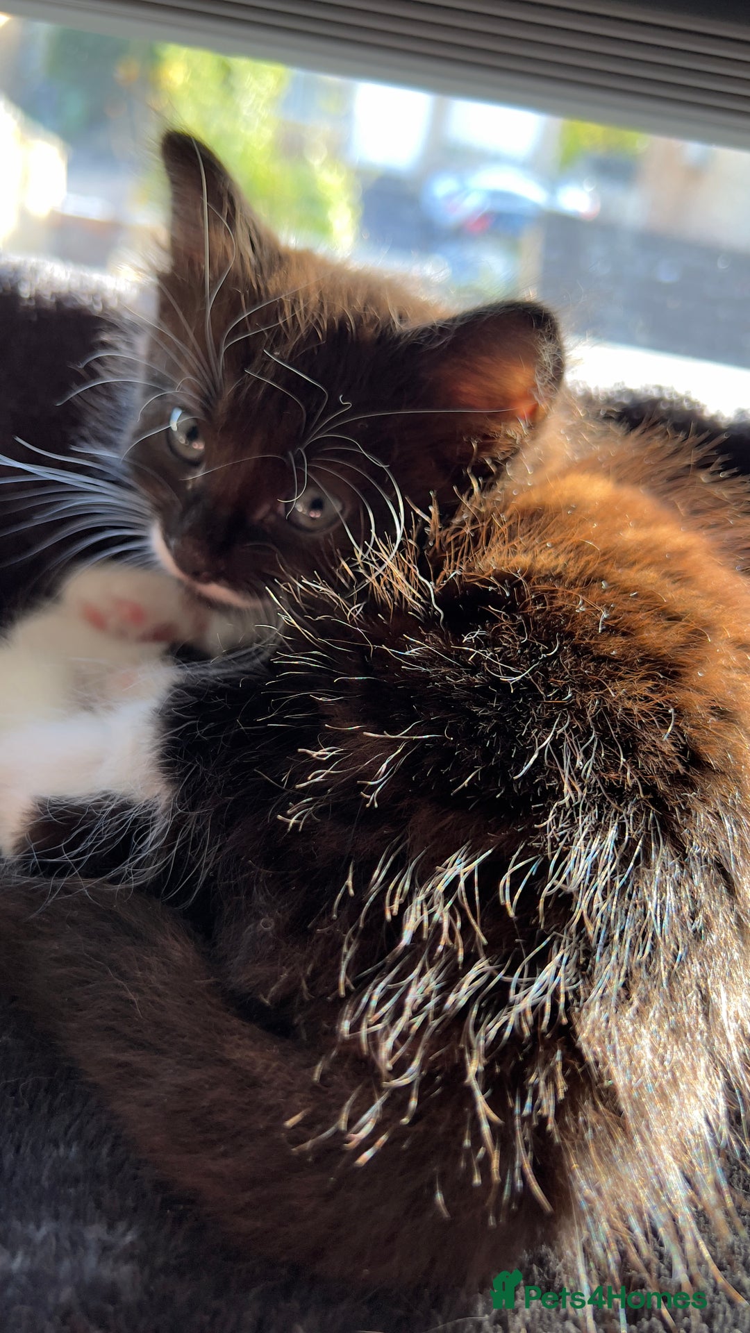 Mixed Breed cats for sale: siamese x siberian tuxedo kittens - Advert 10