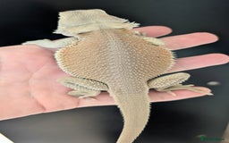 Bearded Dragon reptiles for sale: Witblits Bearded Dragon Babies ready now  - Image 7