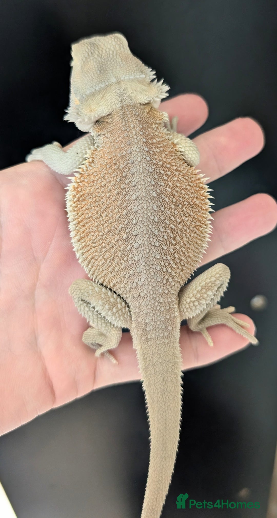 Bearded Dragon reptiles for sale: Witblits Bearded Dragon Babies ready now  - Image 7