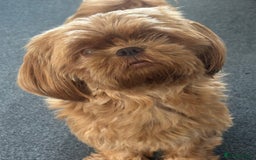 Shih Tzu dogs for sale: 5 Beautiful Shih Tzu for sale - Image 12