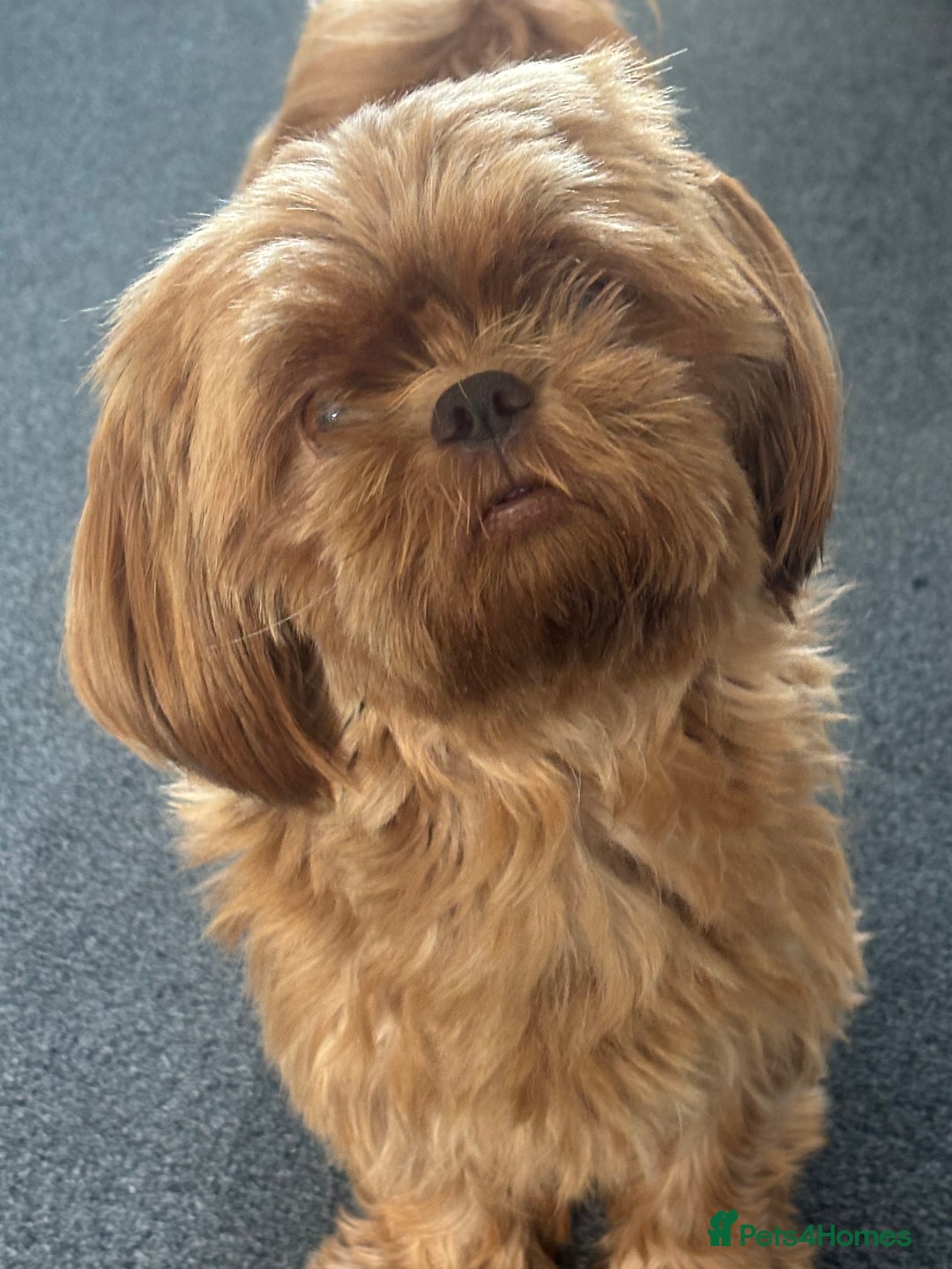 Shih Tzu dogs for sale: 5 Beautiful Shih Tzu for sale - Image 12