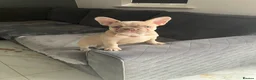 French Bulldog dogs for sale: Female French bull dog  - Advert 5