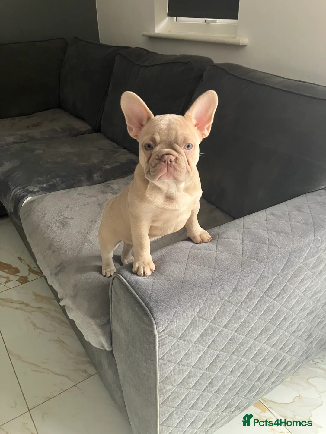 French Bulldog dogs for sale: Female French bull dog  - Advert 5