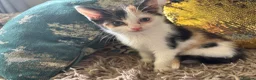 Mixed Breed cats for sale: 2 gorgeous kittens!! - Advert 9