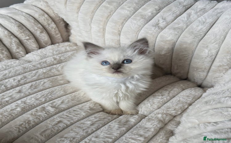 Ragdoll cats - Advert 3