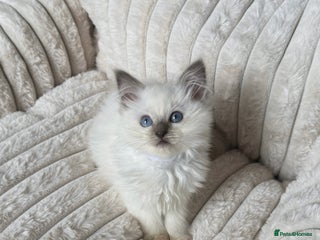 Ragdoll cats - Advert 2