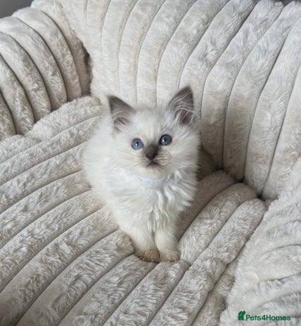 Ragdoll cats - Advert 3