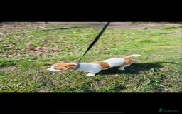 Mixed Breed dogs for sale: Bonny looking for a good forever home - Image 3