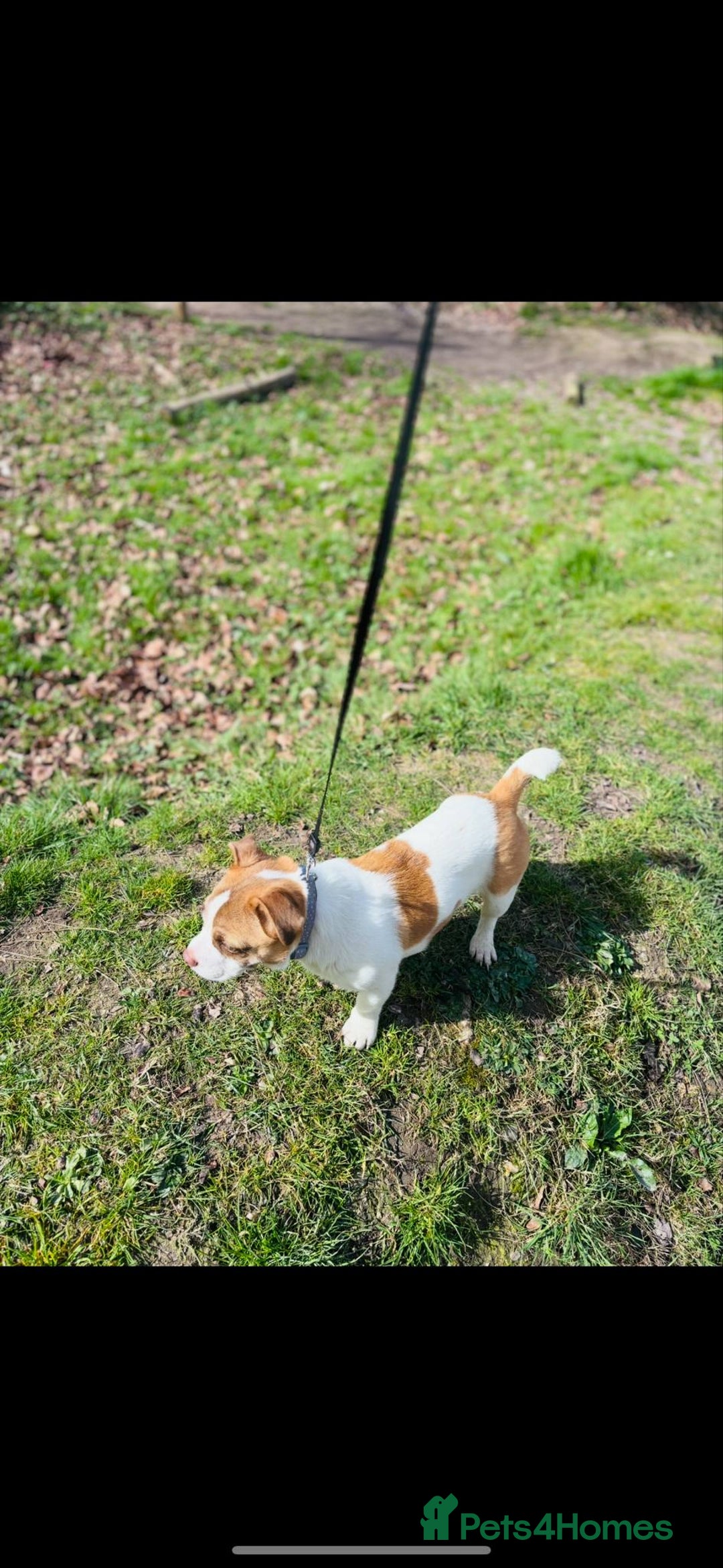 Mixed Breed dogs for sale: Bonny looking for a good forever home - Image 3