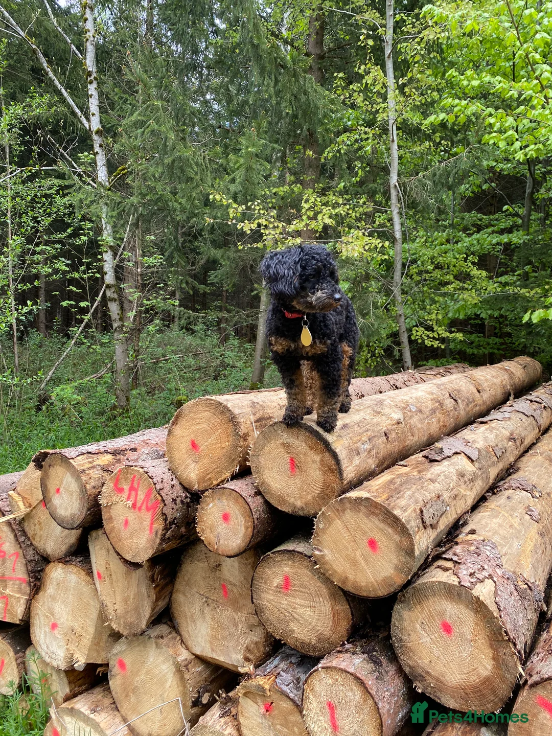 Cockapoo dogs for sale: Stunning Black & Brown Cockapoo Puppies! 🐾 in Leeds - Advert 2