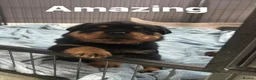 Rottweiler dogs for sale: Rottweiler  in Derby - Advert 9