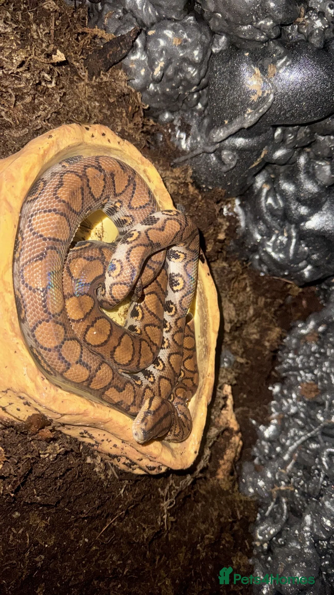 Boa Snake reptiles for sale: Fiona the Brazilian Rainbow Boa - Gentle Beauty in Southampton - Advert 2