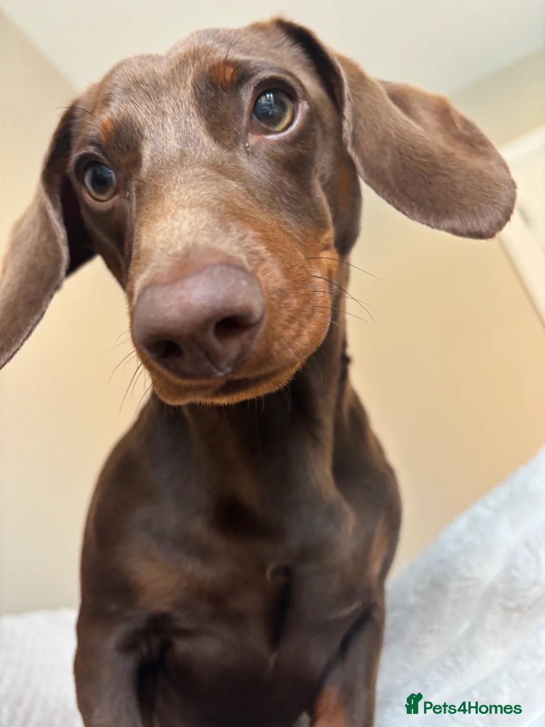 Dachshund dogs for stud: Richmond the stud  - Advert 8