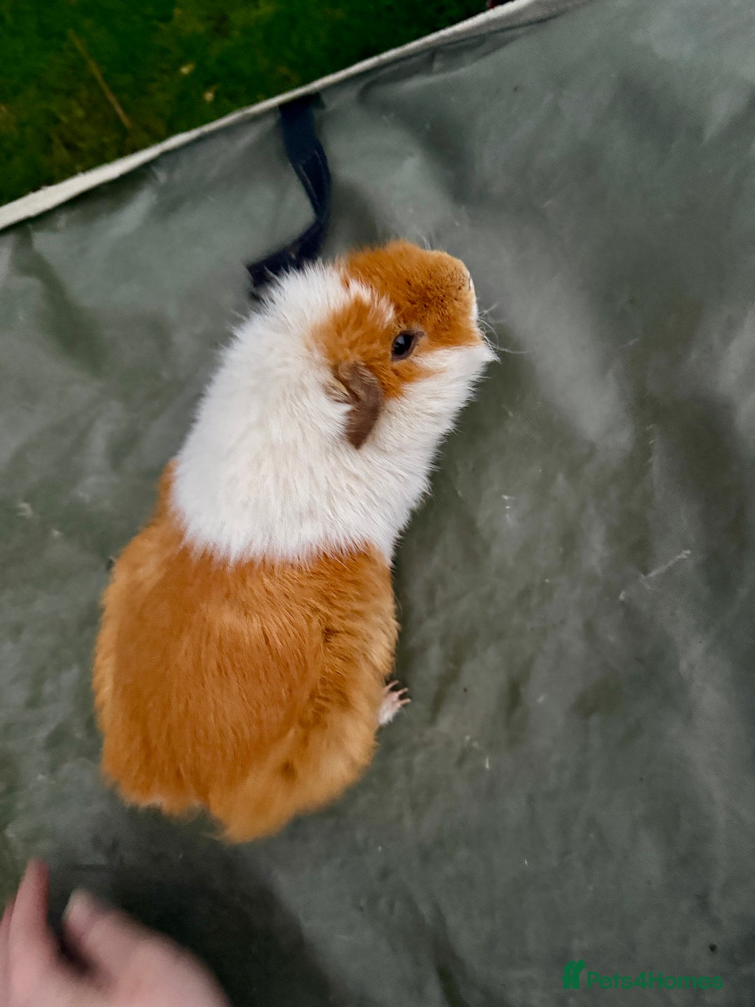 Guinea Pig rodents for sale: 5 month old bonded boy guinea pigs - Image 4