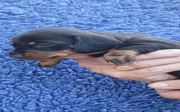 Dachshund dogs for sale: 3 Stunning boy puppies for sale - Image 12