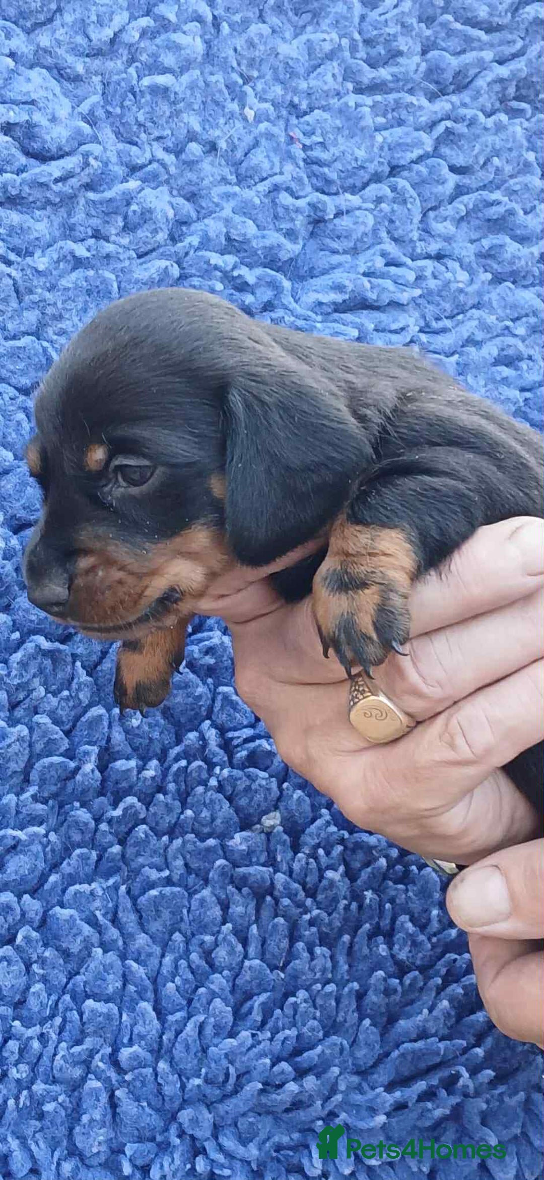 Dachshund dogs for sale: 3 Stunning boy puppies for sale - Image 12