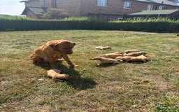 Goldador dogs for sale: Fox red goldador puppies ❤️ - Image 6
