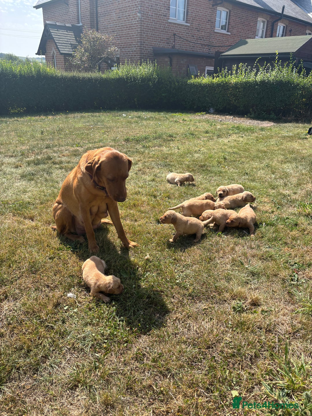 Goldador dogs for sale: Fox red goldador puppies ❤️ - Image 6