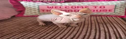 Sphynx cats for sale: Gorgeous pink sphinx  in Kilmarnock - Advert 4